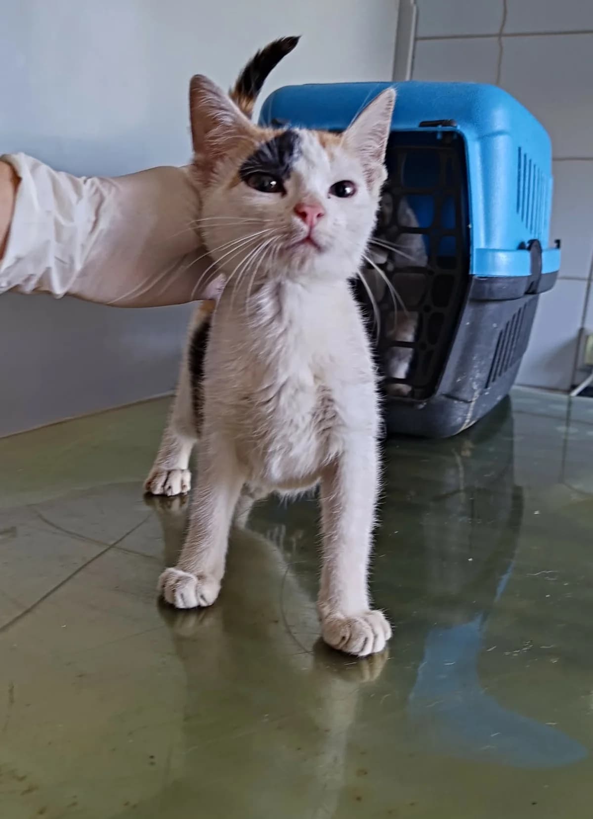 ZIĘBA, Mixed Breed for adoption at Schronisko Lublin, Lublin