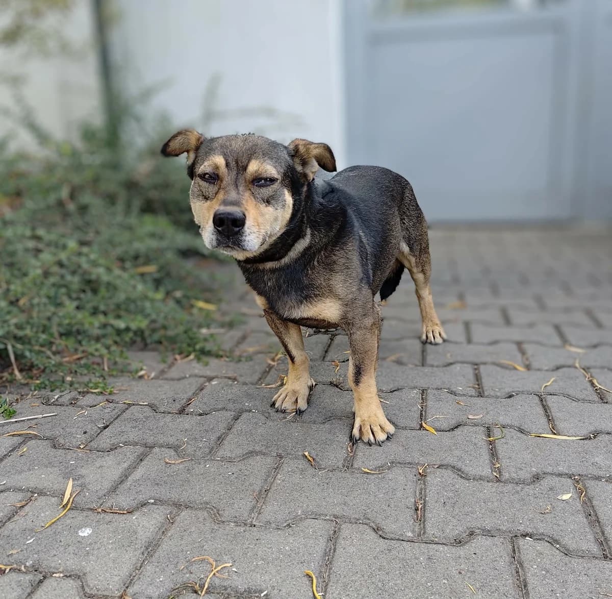 TROPIK, Mixed Breed for adoption at Schronisko Lublin, Lublin