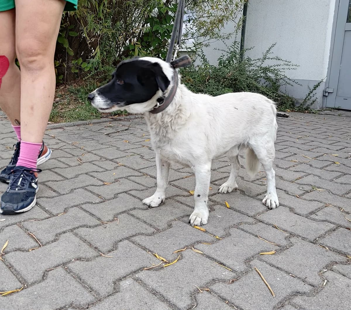 ZEFIR*, Mixed Breed for adoption at Schronisko Lublin, Lublin