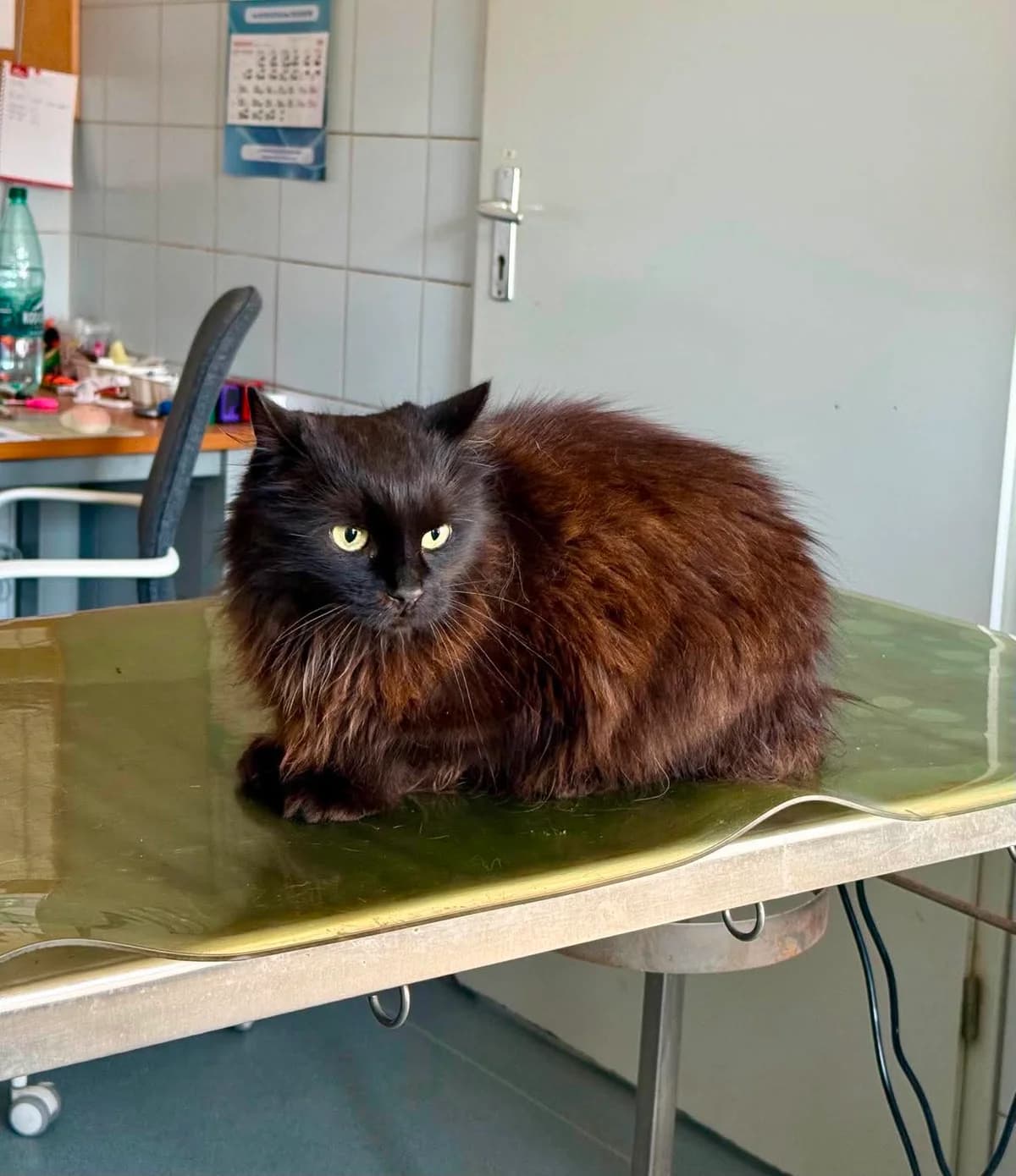 ZORB, Mixed Breed for adoption at Schronisko Lublin, Lublin