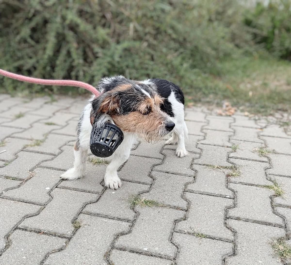 ZOLTAR, Mixed Breed for adoption at Schronisko Lublin, Lublin