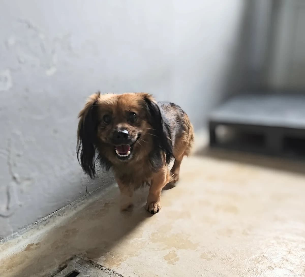 NAPOLEON*, Mixed Breed for adoption at Schronisko Lublin, Lublin