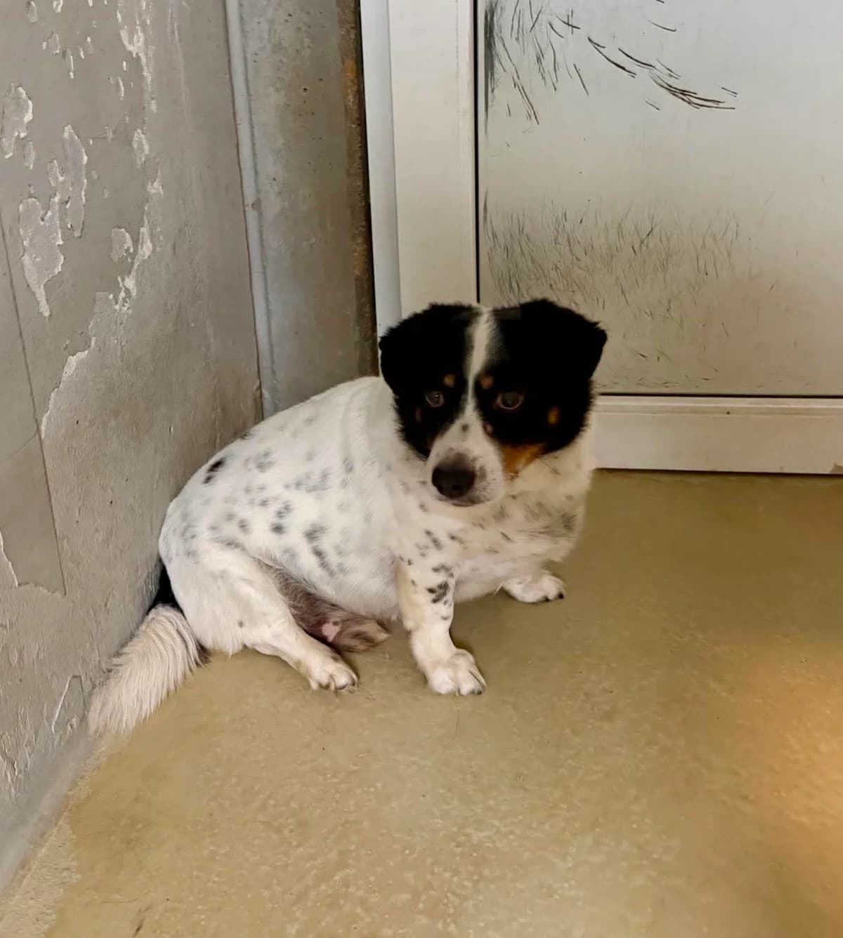 ZBYCHO*, Mixed Breed for adoption at Schronisko Lublin, Lublin