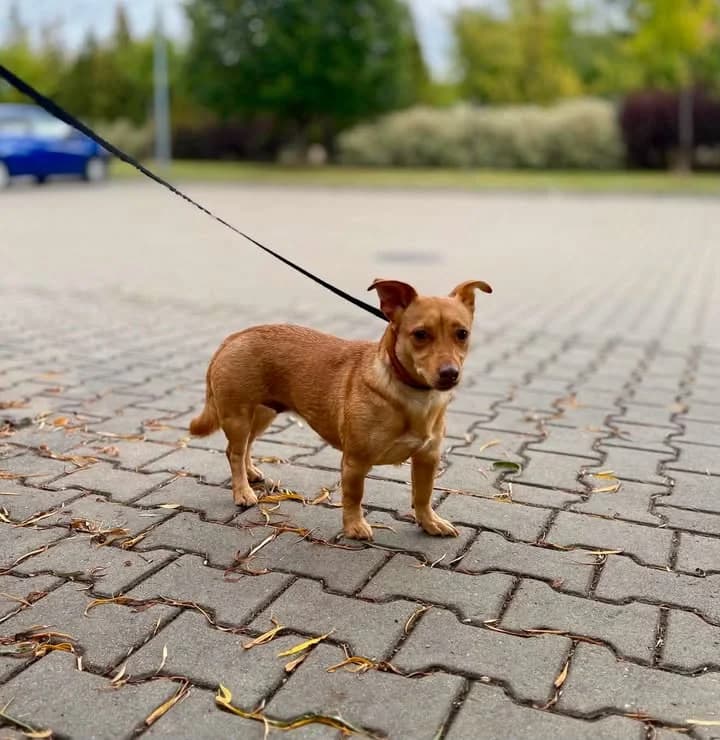 ZULA*, Mixed Breed for adoption at Schronisko Lublin, Lublin