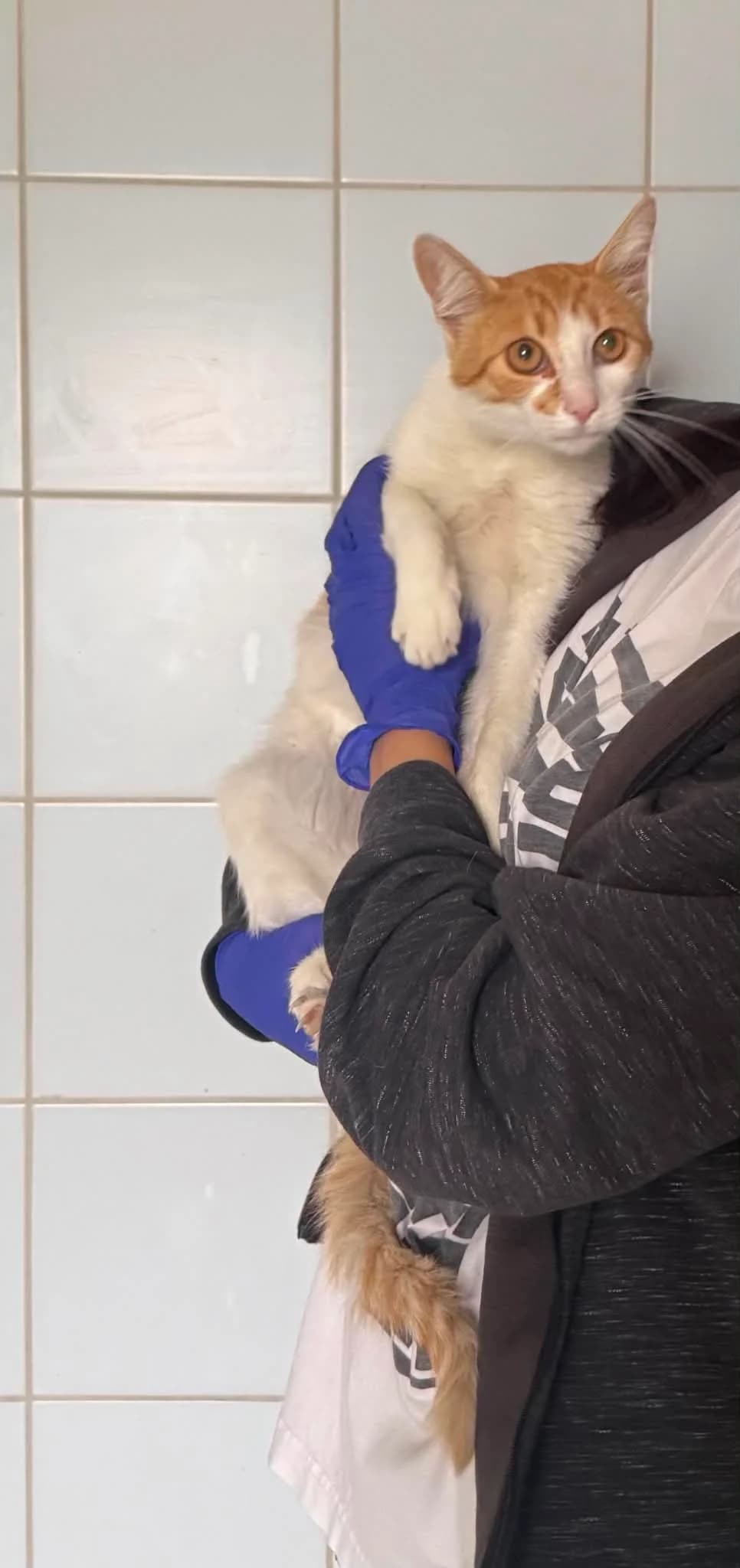 ZDROWKO, Mixed Breed for adoption at Schronisko Lublin, Lublin