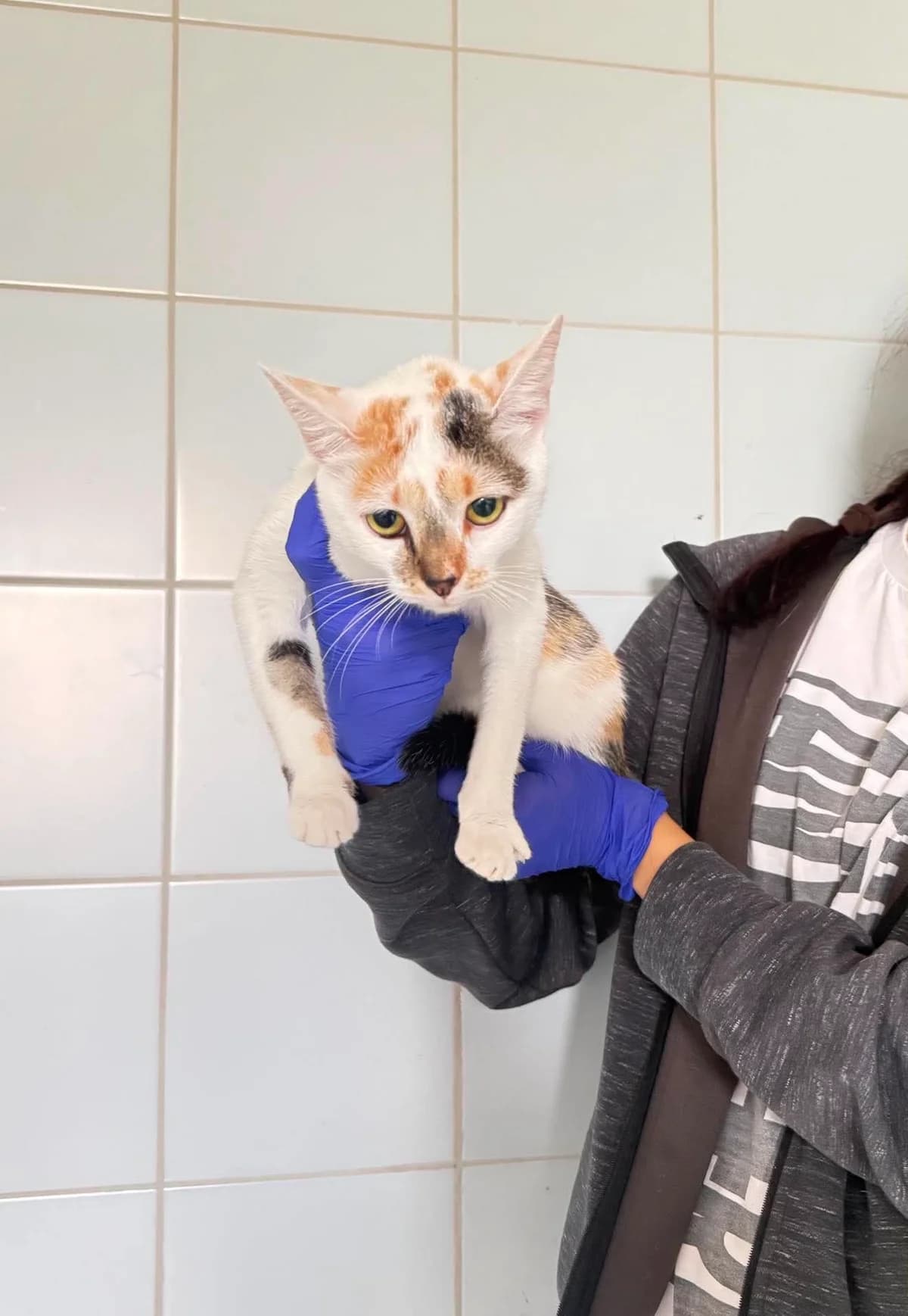 ZALETA*, Mixed Breed for adoption at Schronisko Lublin, Lublin