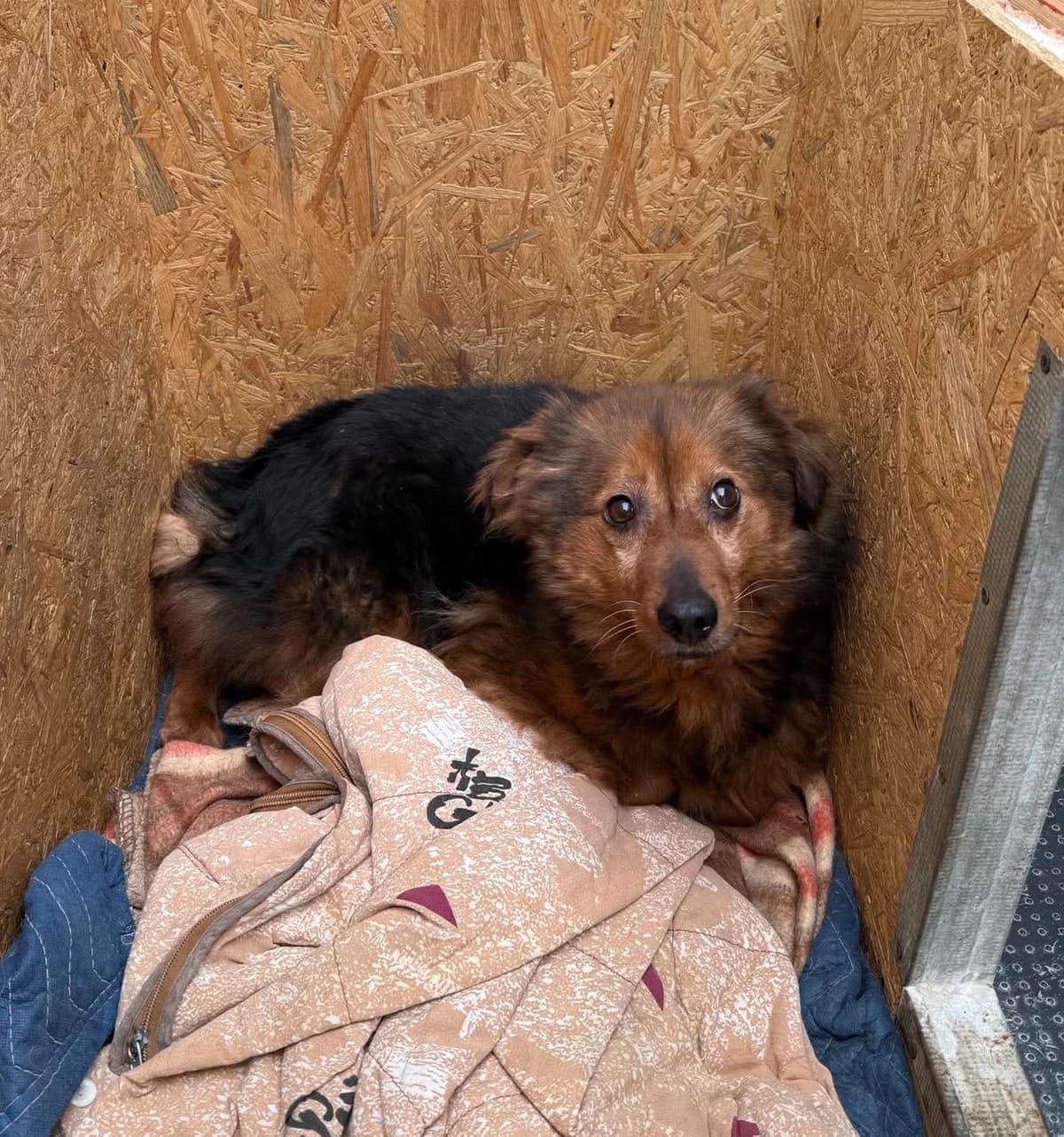 ZARA, Mixed Breed for adoption at Schronisko Lublin, Lublin