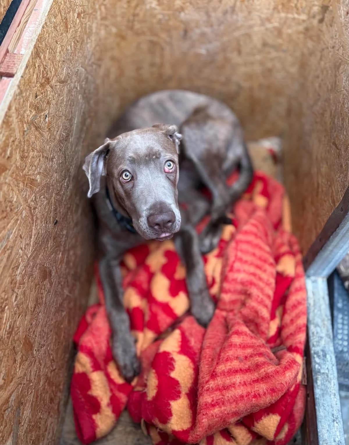 ZELDA, Mixed Breed for adoption at Schronisko Lublin, Lublin