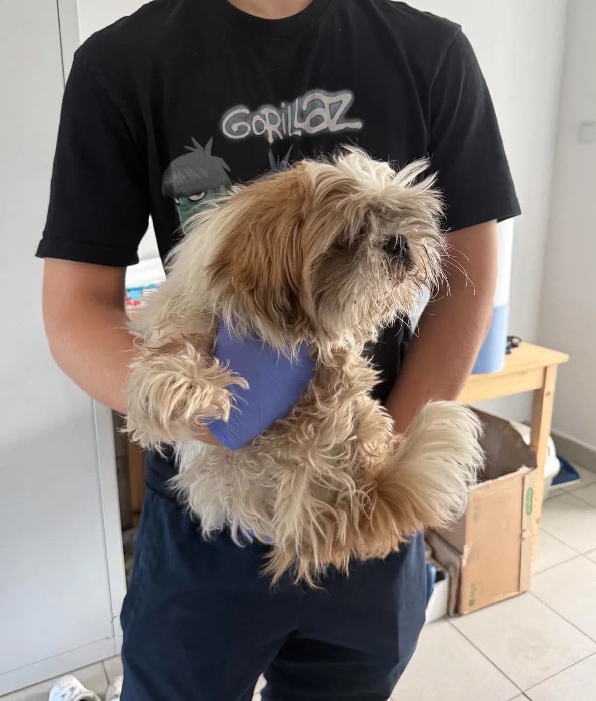 ZRYWEK, Mixed Breed for adoption at Schronisko Lublin, Lublin