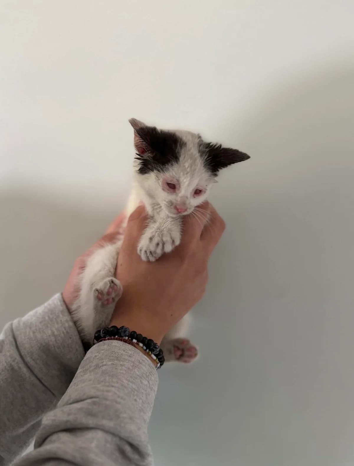 ZAZU, Mixed Breed for adoption at Schronisko Lublin, Lublin