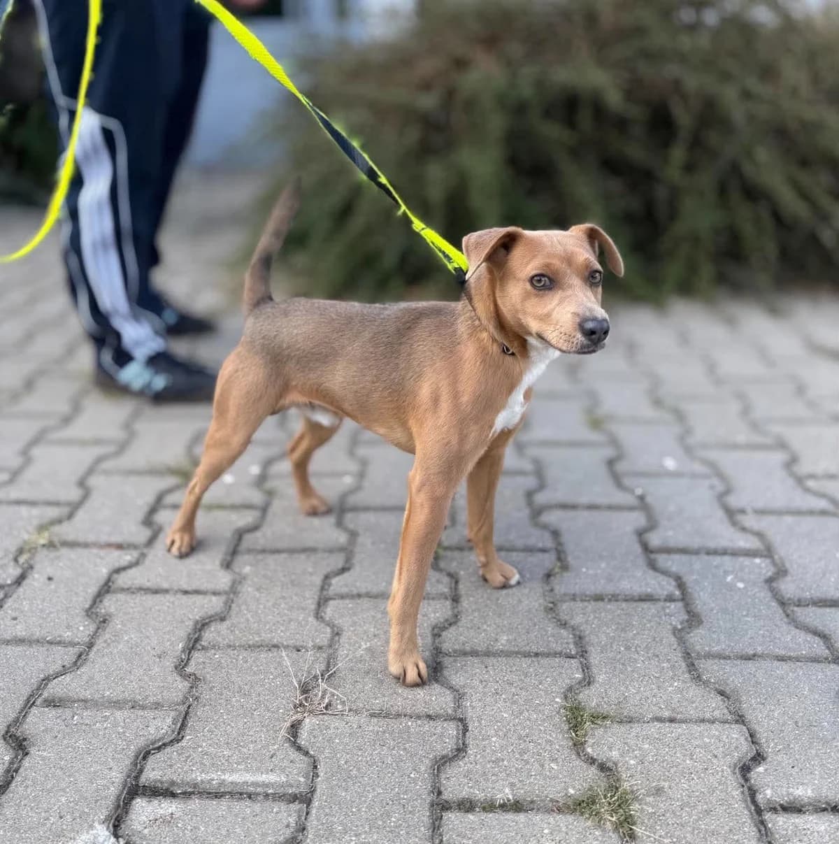 ZMROK, Mixed Breed for adoption at Schronisko Lublin, Lublin