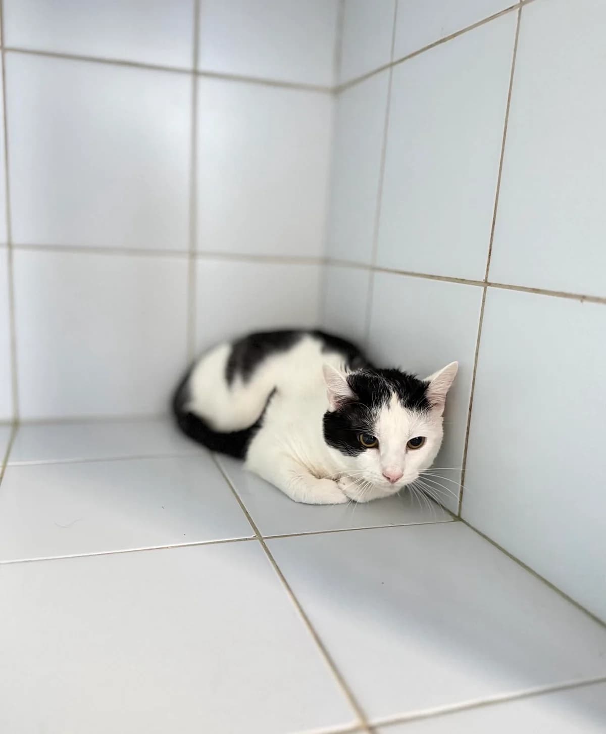 ZEUS*, Mixed Breed for adoption at Schronisko Lublin, Lublin