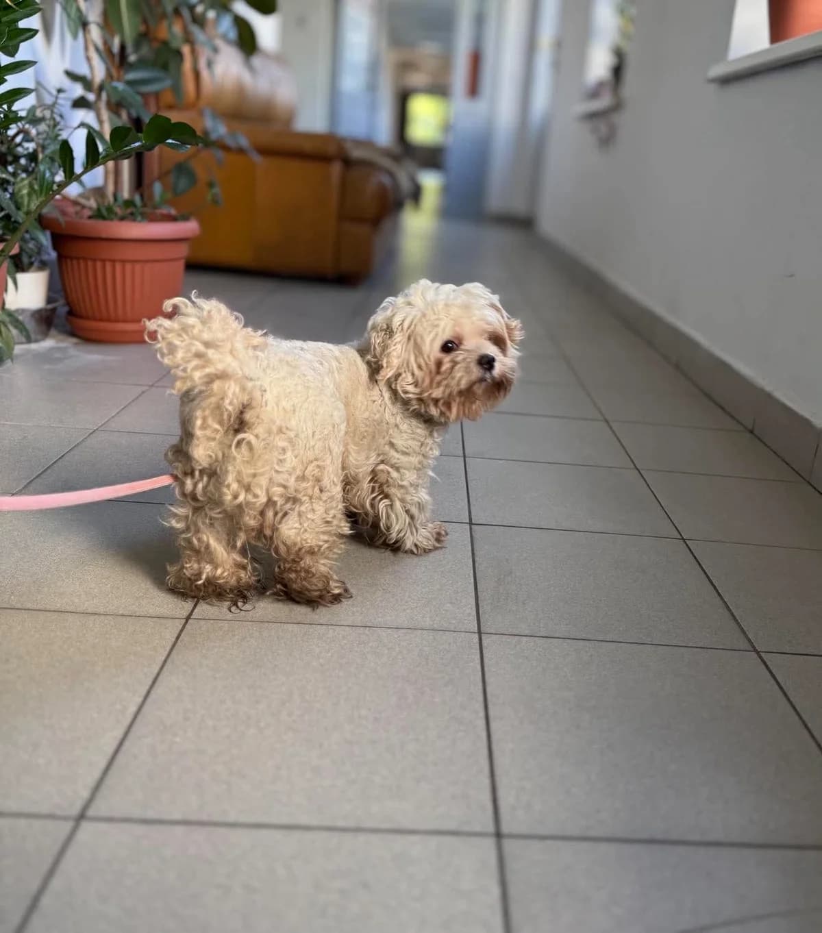 ZĄBEK*, Mixed Breed for adoption at Schronisko Lublin, Lublin