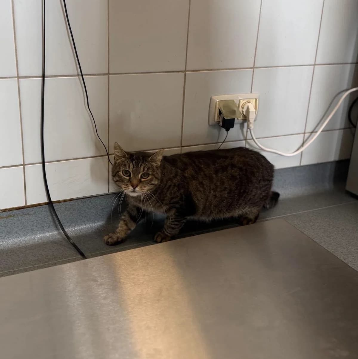ZDZISŁAW, Mixed Breed for adoption at Schronisko Lublin, Lublin