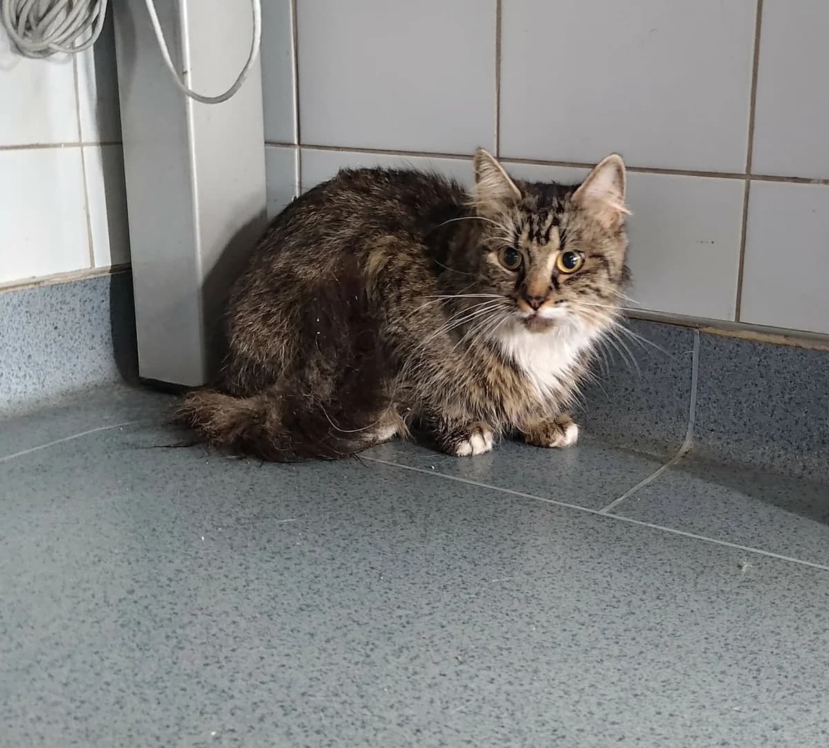 ULTIMA, Mixed Breed for adoption at Schronisko Lublin, Lublin