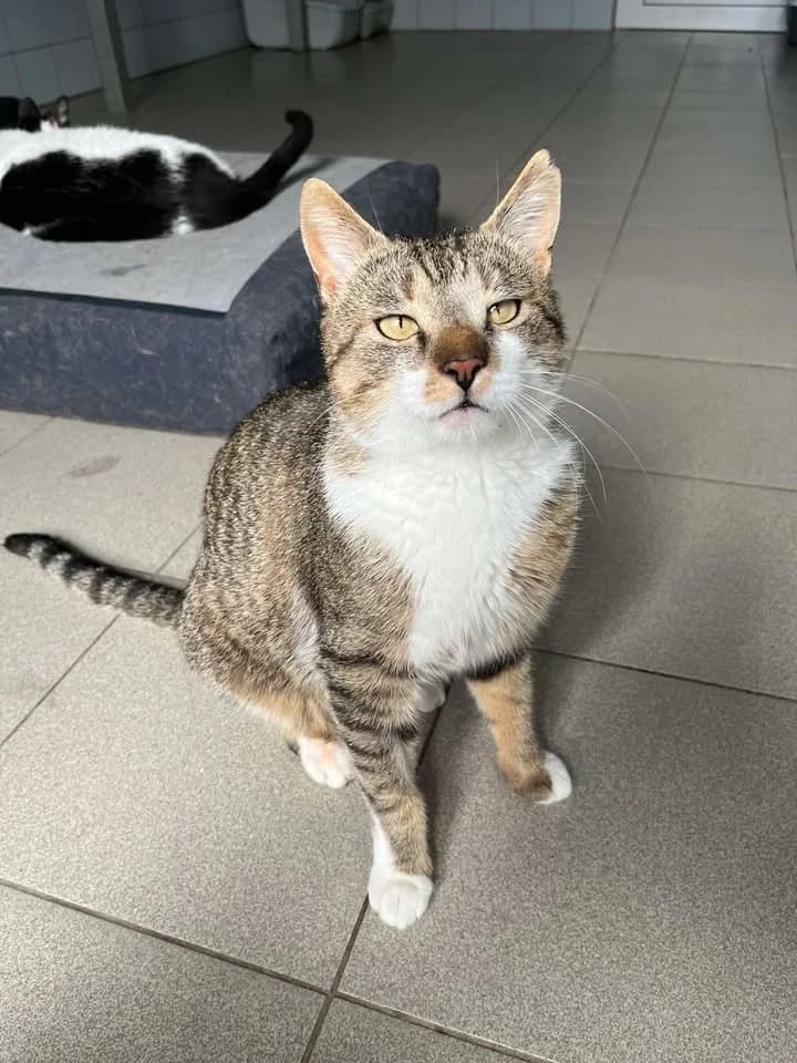 EUSTACHY*, Mixed Breed for adoption at Schronisko Lublin, Lublin