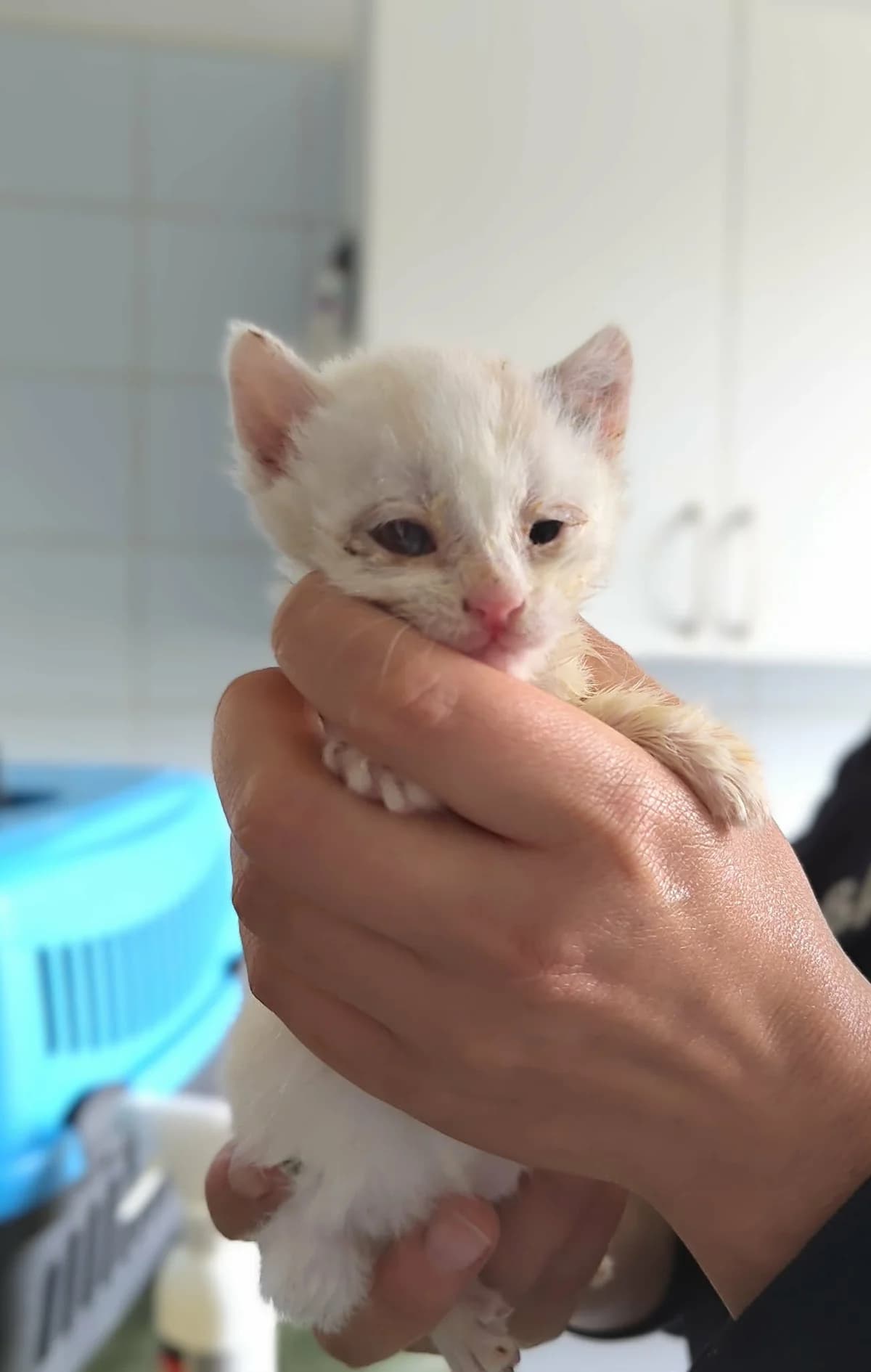 ZETKA, Mixed Breed for adoption at Schronisko Lublin, Lublin