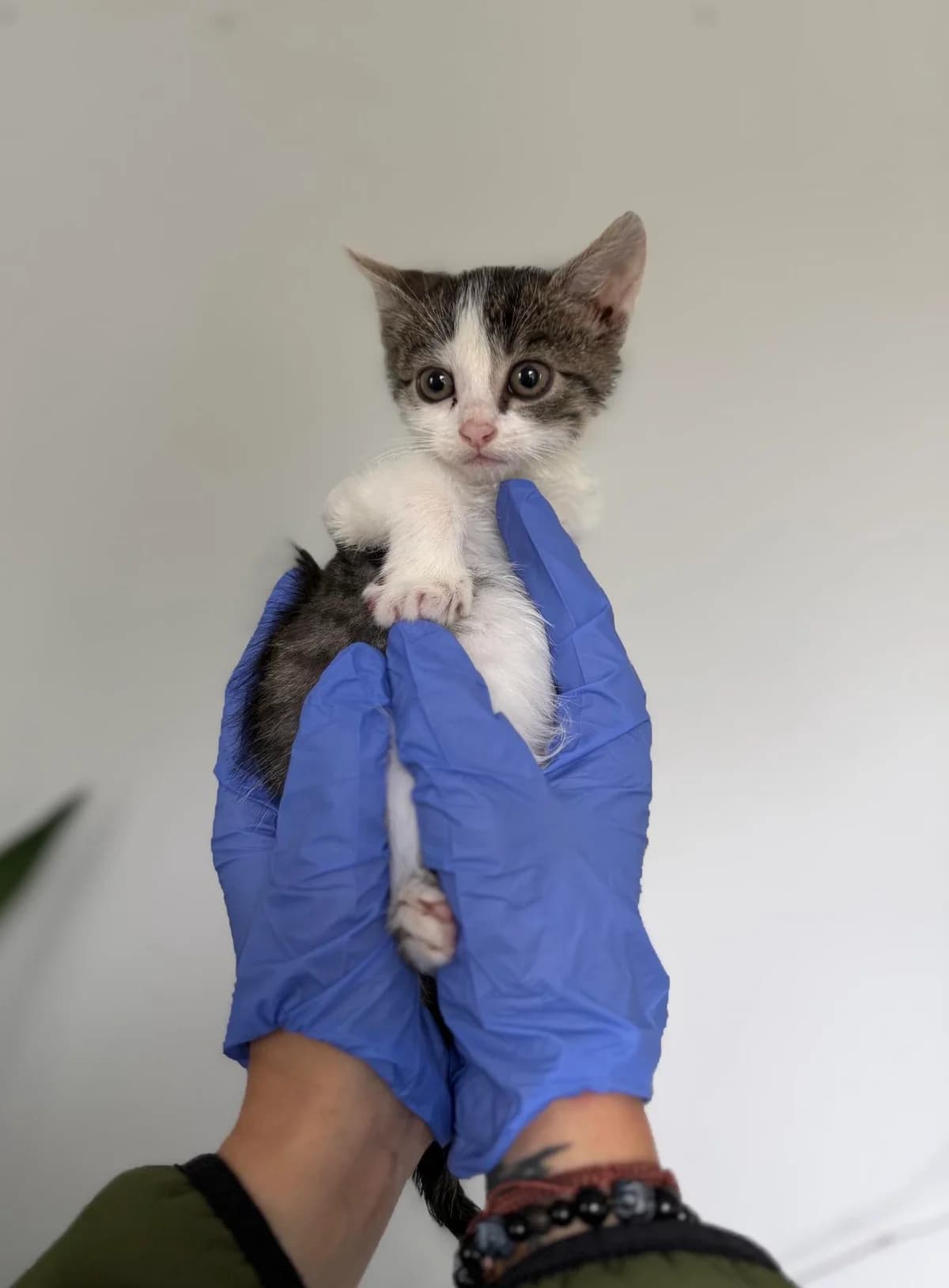 ZENIA, Mixed Breed for adoption at Schronisko Lublin, Lublin