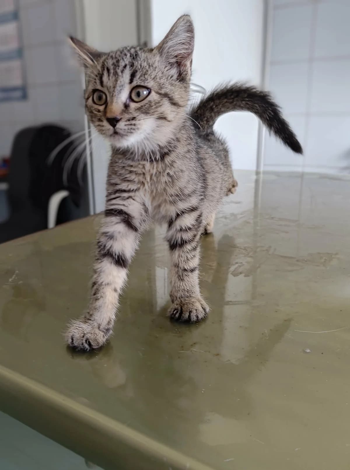 ZIDAN, Mixed Breed for adoption at Schronisko Lublin, Lublin