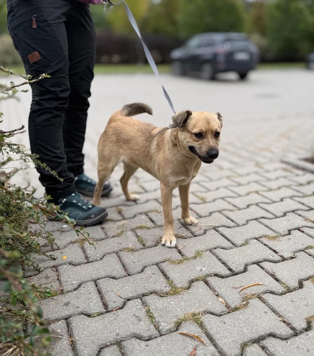ZBÓJ, Mixed Breed for adoption at Schronisko Lublin, Lublin