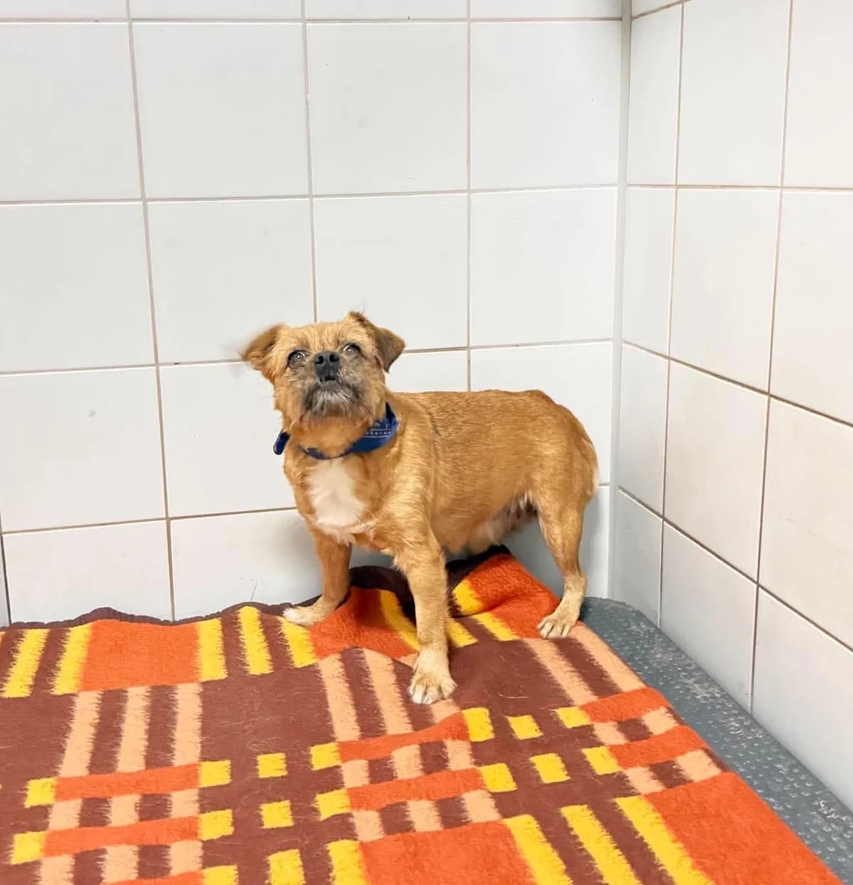 TRUSIA NIUNIA, Mixed Breed for adoption at Schronisko Lublin, Lublin