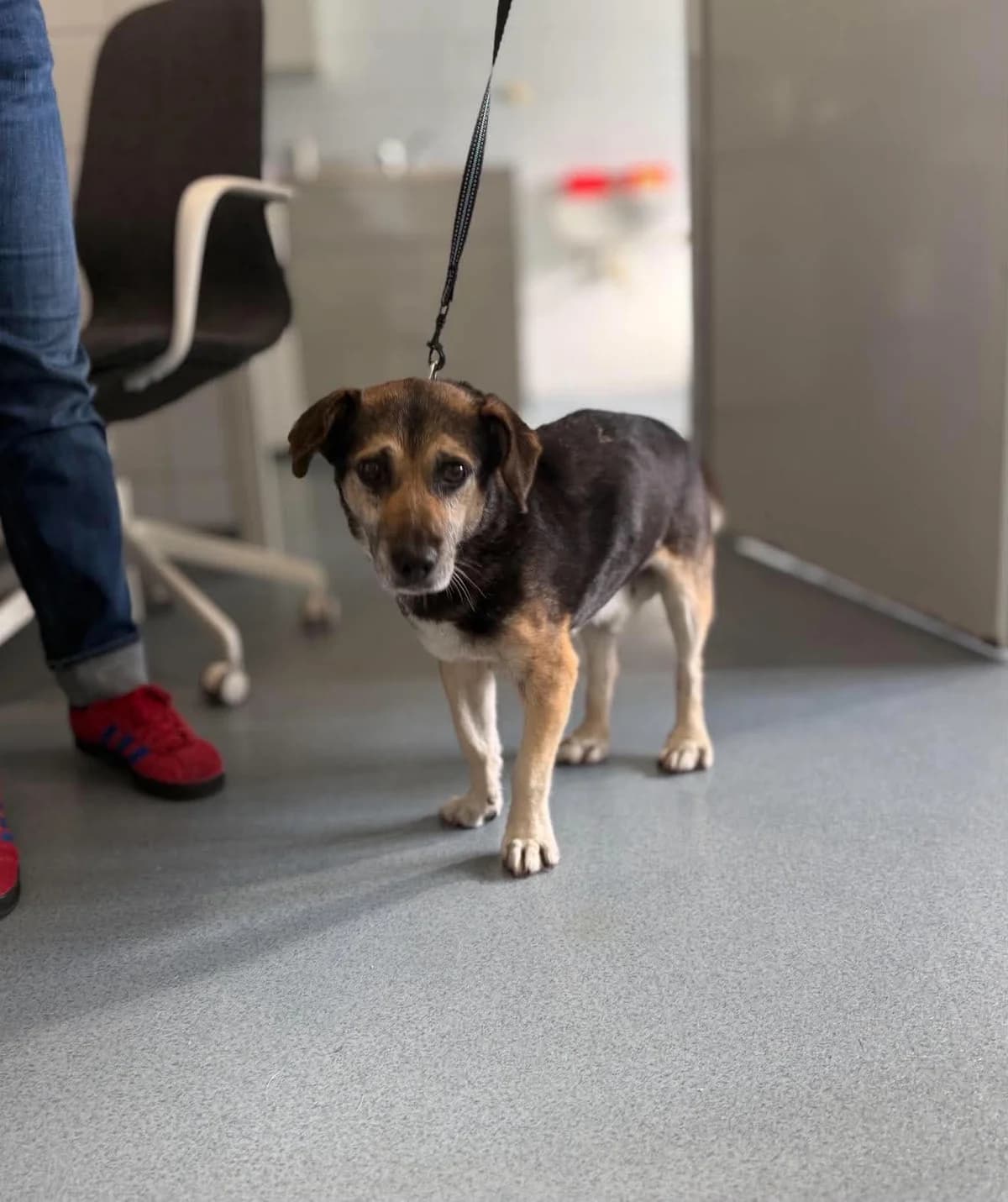 ZIUTEK*, Mixed Breed for adoption at Schronisko Lublin, Lublin