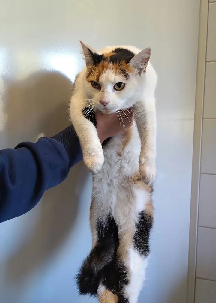 ADELLA, Mixed Breed for adoption at Schronisko Lublin, Lublin