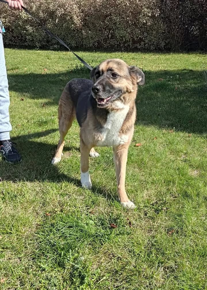 DINA, Mixed Breed for adoption at Schronisko Lublin, Lublin