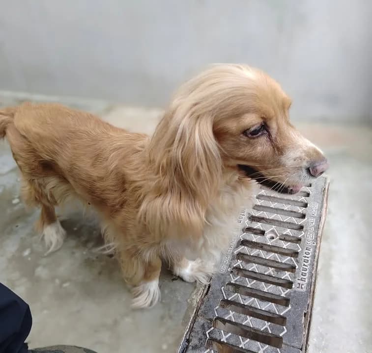 ALMA, Mixed Breed for adoption at Schronisko Lublin, Lublin