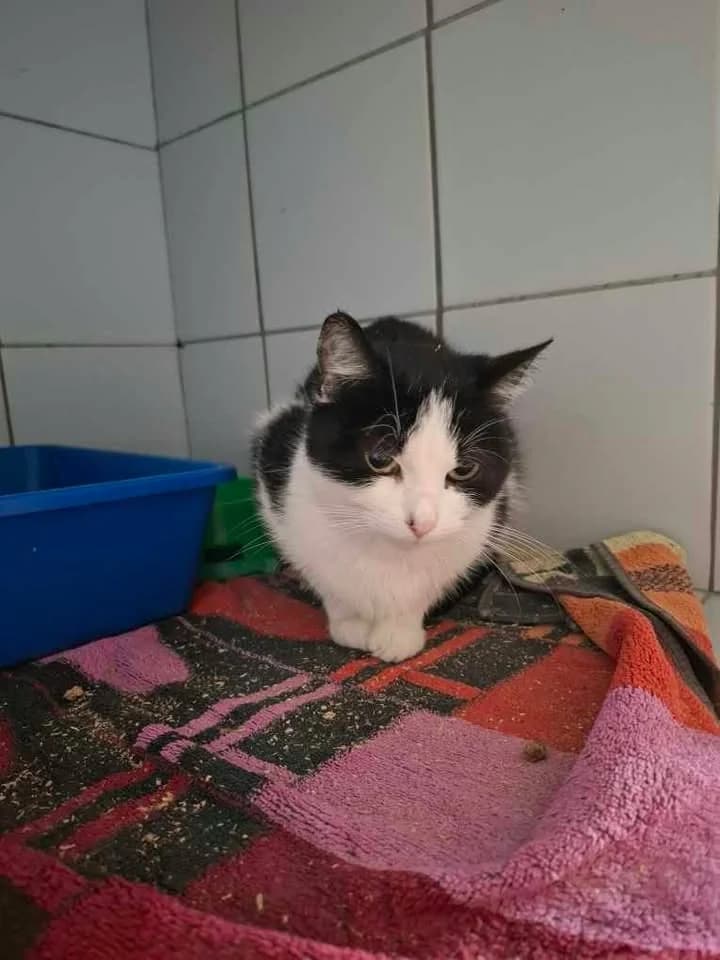 AMUNDSENKA, Mixed Breed for adoption at Schronisko Lublin, Lublin