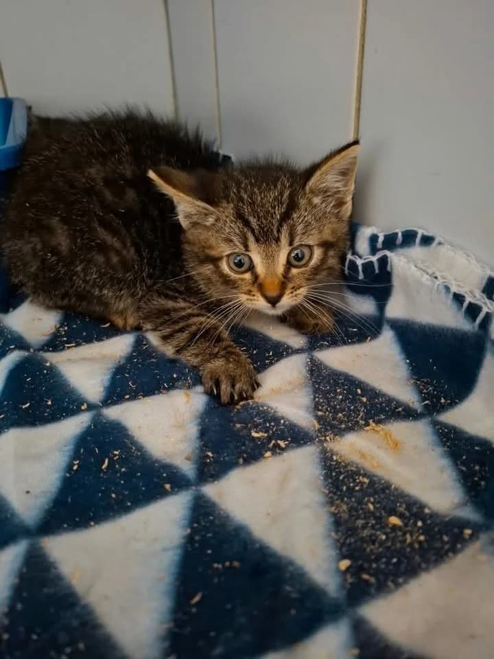 AGAMEMNON, Mixed Breed for adoption at Schronisko Lublin, Lublin