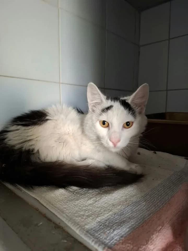 AMIGO, Mixed Breed for adoption at Schronisko Lublin, Lublin