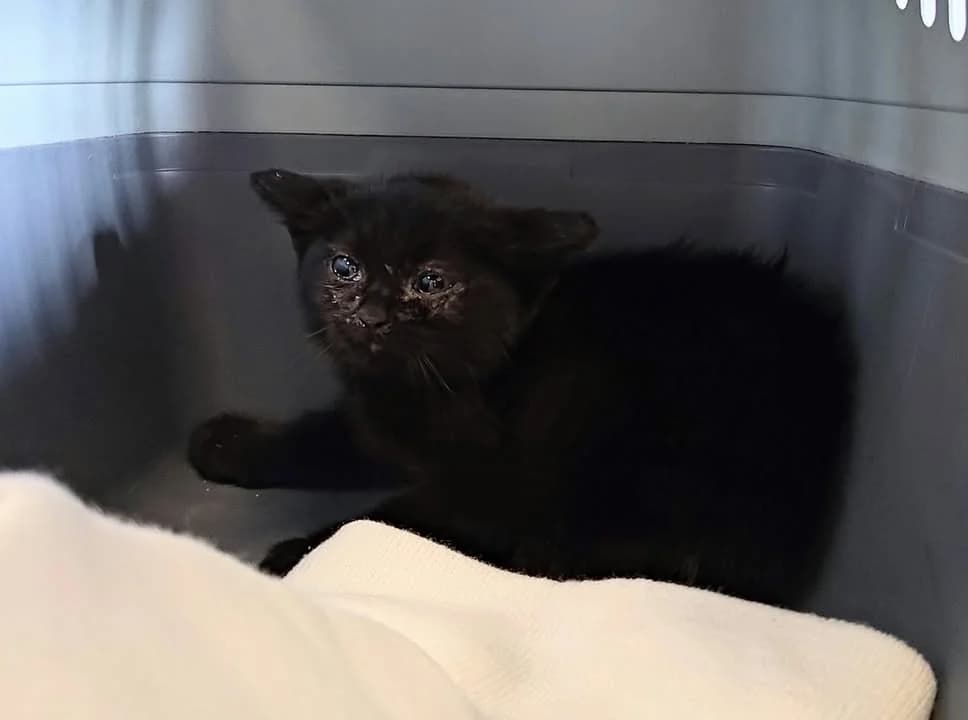 AGRAFKA, Mixed Breed for adoption at Schronisko Lublin, Lublin