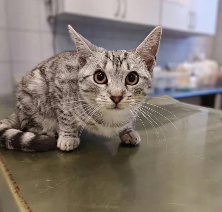 ARYSTOKRATKA, Mixed Breed for adoption at Schronisko Lublin, Lublin