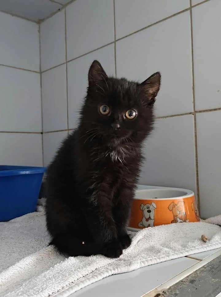 AURORA, Mixed Breed for adoption at Schronisko Lublin, Lublin