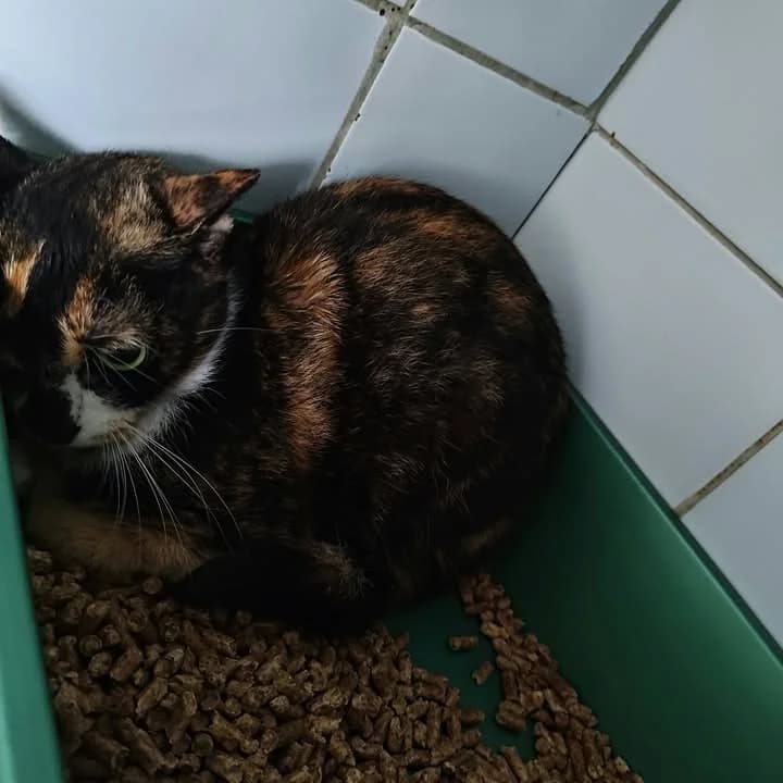 ARWENA, Mixed Breed for adoption at Schronisko Lublin, Lublin