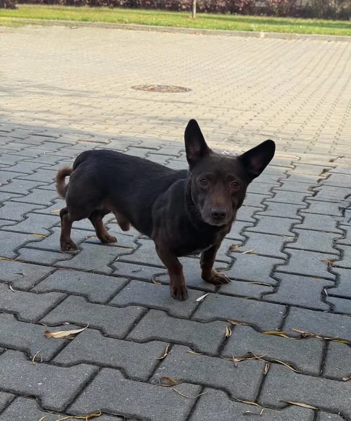 AKSON, Mixed Breed for adoption at Schronisko Lublin, Lublin