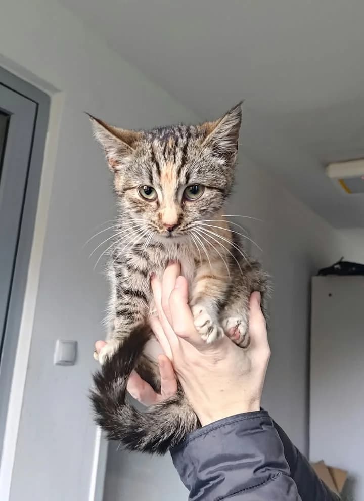 ALASKA, Mixed Breed for adoption at Schronisko Lublin, Lublin