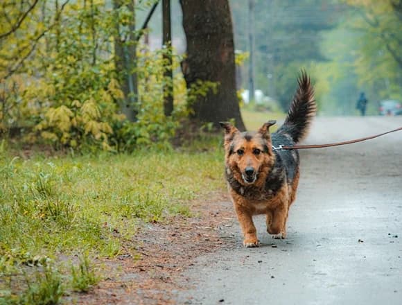 Przybysz, male Mixed Breed for adoption at Schronisko dla Bezdomnych Zwierząt w Milanówku