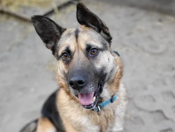 Szczęsny, male Mixed Breed for adoption at Schronisko dla Bezdomnych Zwierząt w Milanówku