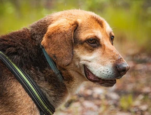 Halik, male Mixed Breed for adoption at Schronisko dla Bezdomnych Zwierząt w Milanówku