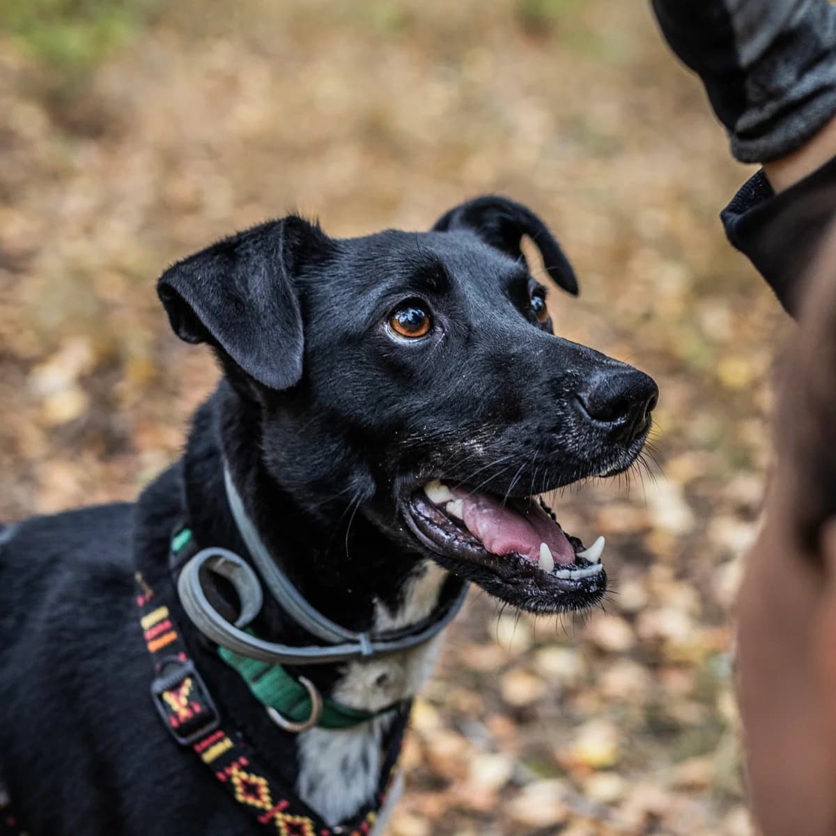 Anakin, female Mixed Breed for adoption at Schronisko dla Bezdomnych Zwierząt w Milanówku
