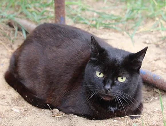 Wronka, female Mixed Breed for adoption at Schronisko dla Bezdomnych Zwierząt w Milanówku
