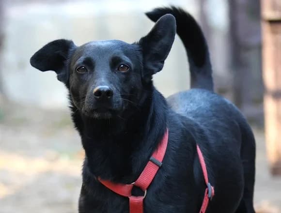 Yoda, male Mixed Breed for adoption at Schronisko dla Bezdomnych Zwierząt w Milanówku