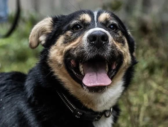 Frycek, male Mixed Breed for adoption at Schronisko dla Bezdomnych Zwierząt w Milanówku