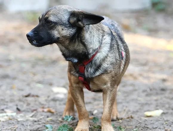 Gawa, male Mixed Breed for adoption at Schronisko dla Bezdomnych Zwierząt w Milanówku