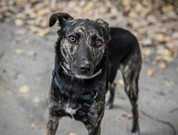 Syntia, female Mixed Breed for adoption at Schronisko dla Bezdomnych Zwierząt w Milanówku