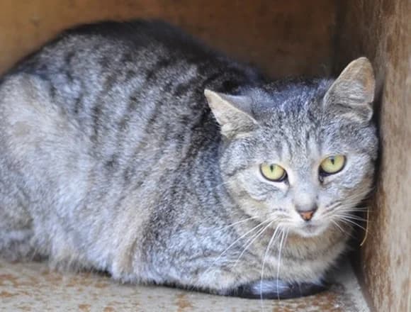 Rybka, female Mixed Breed for adoption at Schronisko dla Bezdomnych Zwierząt w Milanówku