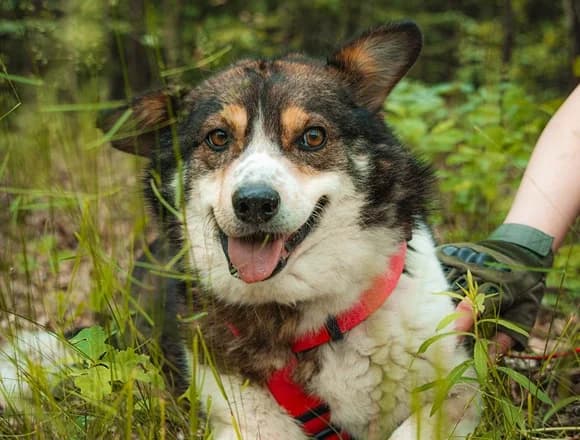 Bobik, male 7yo Mixed Breed for adoption at Schronisko dla Bezdomnych Zwierząt w Milanówku