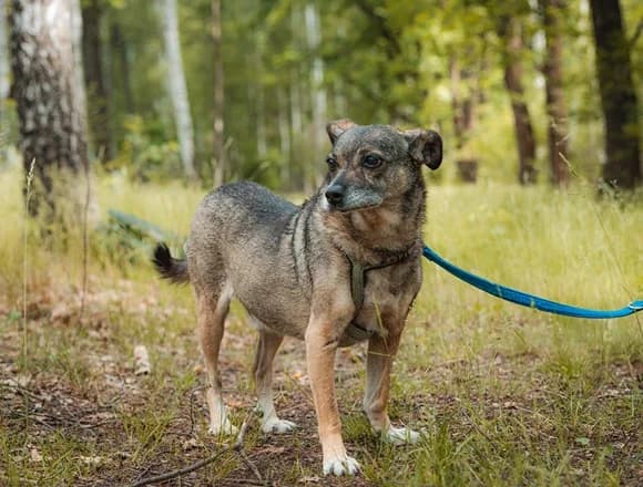Burek, male Mixed Breed for adoption at Schronisko dla Bezdomnych Zwierząt w Milanówku